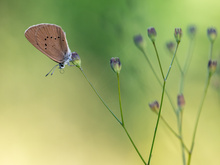 Phengaris nausithous