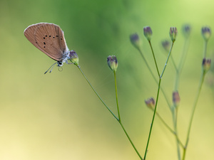Phengaris nausithous