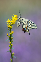 Papilio machaon, Schwalbenschwanz