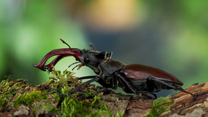 Der Platzhirsch