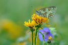 auf der bunten Sommerwiese
