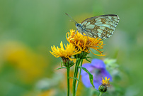 auf der bunten Sommerwiese