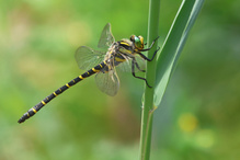 Flugpause am Schilf