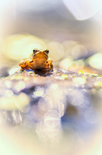 Glitzerwelt II