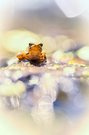 Glitzerwelt II