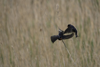 Ruhende Rauchschwalbe im Reet