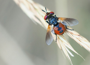 Raupenfliege (Gymnosoma nitens)