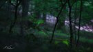 Wenn der Wald zu leuchten beginnt
