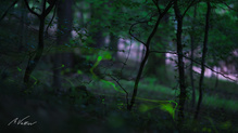 Wenn der Wald zu leuchten beginnt