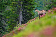 im Rosenbeet der Berge