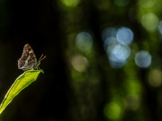 Ein Landkärtchen (Araschnia levana f prorsa).