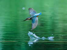 Eisvogel Jagd