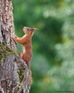 Eichhörnchen