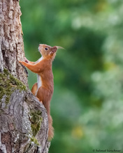 Eichhörnchen