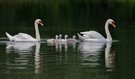 Vierlinge
