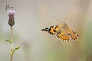 Distelfalter unterwegs in Richtung Distel