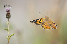 Distelfalter unterwegs in Richtung Distel