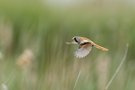 Bartmeise in Flight