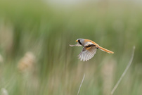 Bartmeise in Flight
