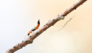 Der Uferkurzflügler (Paederus littoralis)