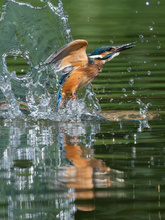 Eisvogel Splash