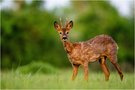 Bock im Feld