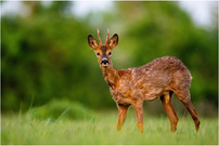 Bock im Feld