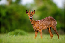 Bock im Feld