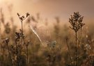 morgens in der Wiese