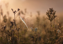 morgens in der Wiese