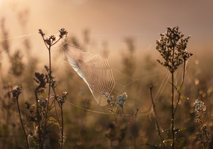 morgens in der Wiese