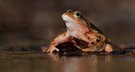 Die Froschkönigin....