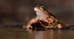 Die Froschkönigin....