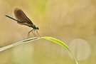 Prachtlibelle