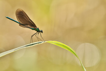 Prachtlibelle
