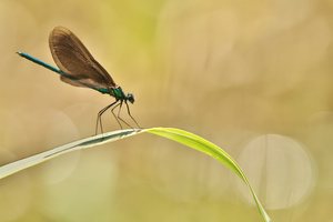 Prachtlibelle