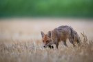 Neue Jagdgründe...