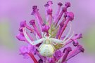 Misumena vatia