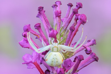 Misumena vatia