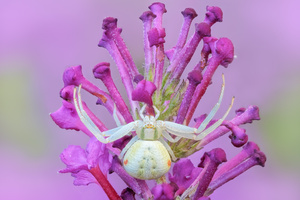 Misumena vatia