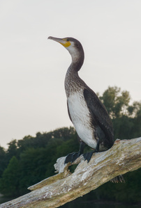 Kormoran