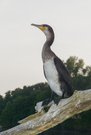 Kormoran