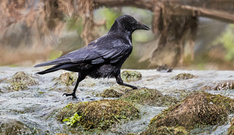 Getarnte Wasseramsel....