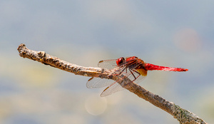 Feuerlibelle