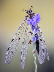 Libelle oder Falter?