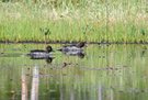 Scheue Enten