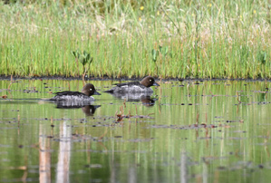Scheue Enten