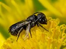 Ein Männchen einer Gewöhnlichen Löcherbiene (Heriades truncorum)