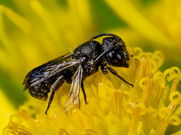 Ein Männchen einer Gewöhnlichen Löcherbiene (Heriades truncorum)