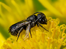 Ein Männchen einer Gewöhnlichen Löcherbiene (Heriades truncorum)